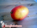 papaya