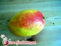 papaya