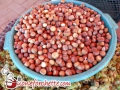 nocciole