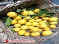 limoni